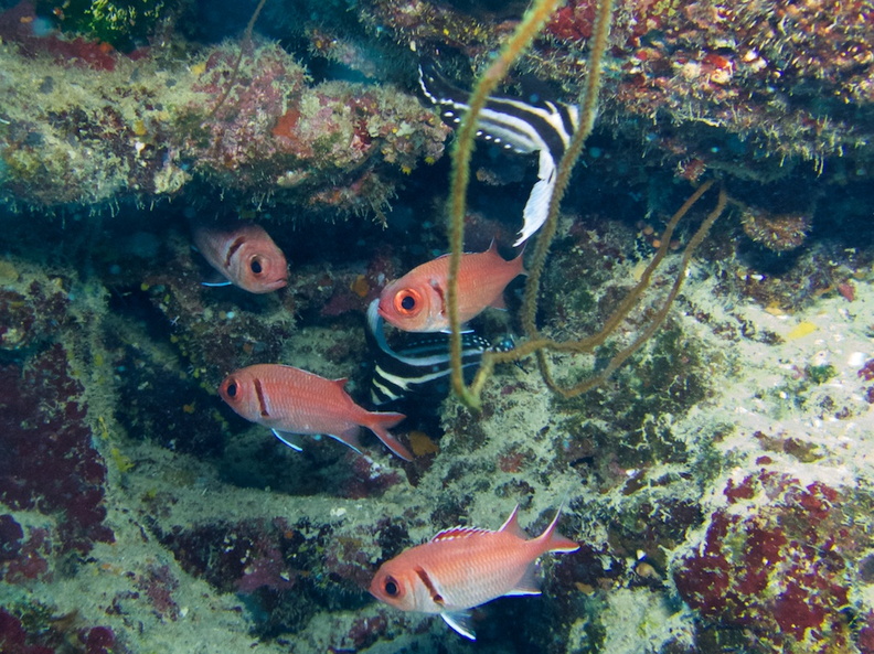 Tow Spotted Drumfish and Black Bar Soldierfish IMG_6977.jpg